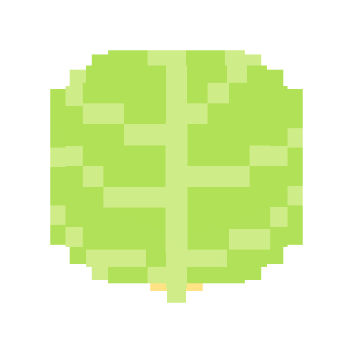 Cabbage